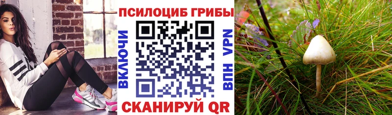 где найти   Калтан  MEGA   Галлюциногенные грибы Cubensis 